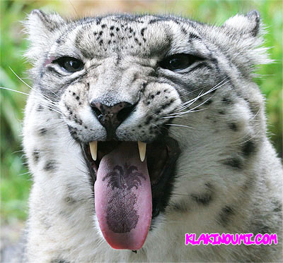 snow-leopard-jailbreak